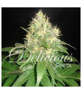 banco de semillas DELICIOUS NORTHERN LIGHT BLUE