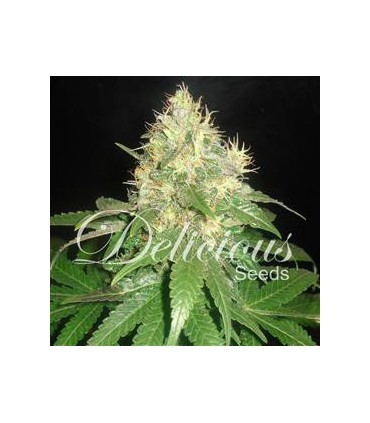 banco de semillas DELICIOUS NORTHERN LIGHT BLUE