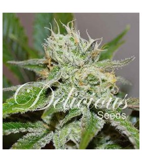 banco de semillas DELICIOUS ORIGINAL JUAN HERER DELICIUS