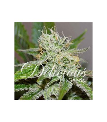 banco de semillas DELICIOUS ORIGINAL JUAN HERER DELICIUS
