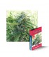 SUGAR BLACK F1 RAPID 100% DELICIOUS SUGAR BLACK F1 RAPID 100% DELICIOUS