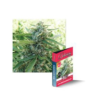 banco de semillas DELICIOUS SUGAR BLACK F1 RAPID 100% DELICIOUS