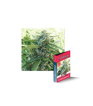banco de semillas DELICIOUS SUGAR BLACK F1 RAPID 100% DELICIOUS
