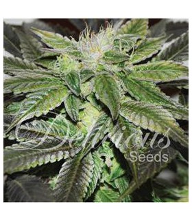 banco de semillas DELICIOUS SUGAR CANDY 100% DELICIOUS