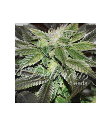 SUGAR CANDY 100% DELICIOUS