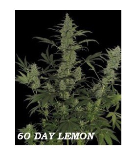 banco de semillas DNA GENETICS 60 DAY LEMON AUTO (6) 100% DNA