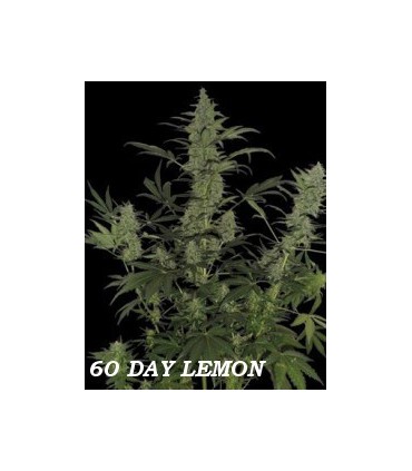 60 DAY LEMON AUTO (6) 100% DNA