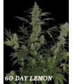 grow shop new world