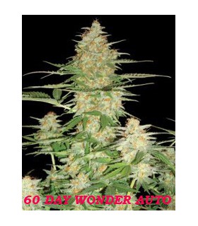 60 DAY WONDER AUTOFLOWER (6) 100% DNA