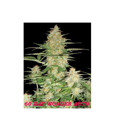 banco de semillas DNA GENETICS 60 DAY WONDER AUTOFLOWER (6) 100% DNA