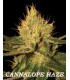 CANNALOPE HAZE (6) 100% DNA