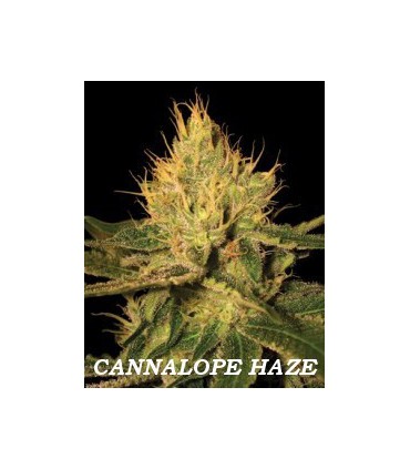 CANNALOPE HAZE (6) 100% DNA