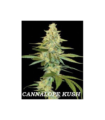 CANNALOPE KUSH (6) 100% DNA