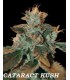 banco de semillas DNA GENETICS CATARACT KUSH (6) 100% DNA