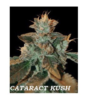 banco de semillas DNA GENETICS CATARACT KUSH (6) 100% DNA
