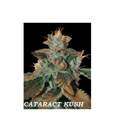 banco de semillas DNA GENETICS CATARACT KUSH (6) 100% DNA