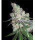 banco de semillas DNA GENETICS CHOCOLOPE 100% DNA