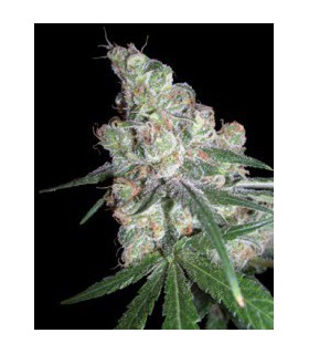 banco de semillas DNA GENETICS CHOCOLOPE 100% DNA