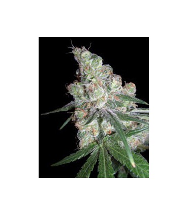 banco de semillas DNA GENETICS CHOCOLOPE 100% DNA