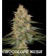 CHOCOLOPE KUSH (6) 100% DNA