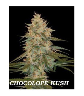 banco de semillas DNA GENETICS CHOCOLOPE KUSH (6) 100% DNA