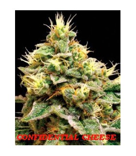 banco de semillas DNA GENETICS CONFIDENTIAL CHEESE (6) 100% DNA