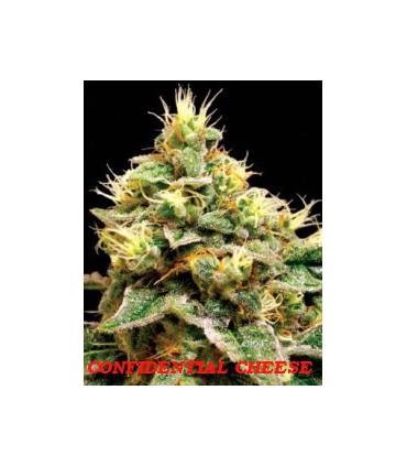 banco de semillas DNA GENETICS CONFIDENTIAL CHEESE (6) 100% DNA