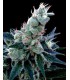 banco de semillas DNA GENETICS DOUBLE ALIEN (6) 100% DNA GROW YOUR OWN