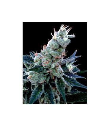 DOUBLE ALIEN (6) 100% DNA GROW YOUR OWN