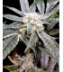 banco de semillas DNA GENETICS EL FUEGO (6) 100% DNA GROW YOUR OWN