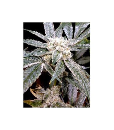 EL FUEGO (6) 100% DNA GROW YOUR OWN