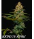 EXODUS KUSH (6) 100% DNA