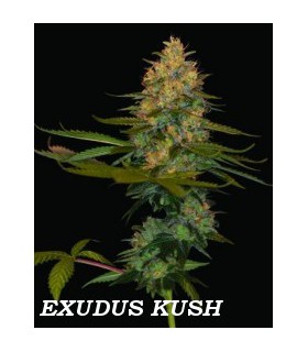 banco de semillas DNA GENETICS EXODUS KUSH (6) 100% DNA