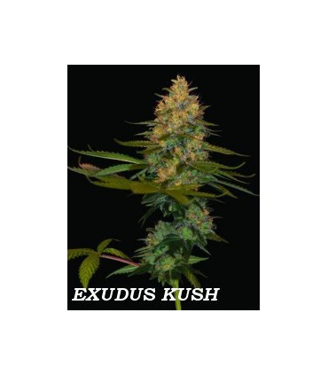 EXODUS KUSH (6) 100% DNA