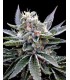 banco de semillas DNA GENETICS FLORIDA GOLD (6) 100% DNA GROW YOUR OWN