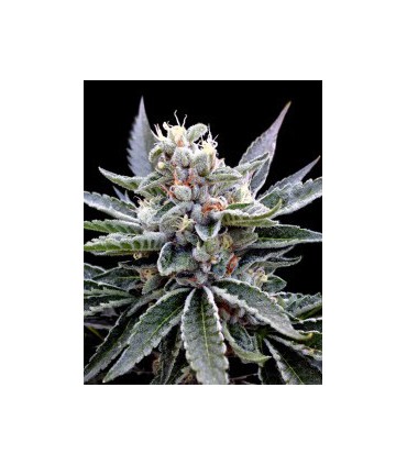 banco de semillas DNA GENETICS FLORIDA GOLD (6) 100% DNA GROW YOUR OWN