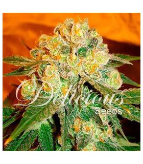 banco de semillas DELICIOUS MARMALATE REGULAR DELICIOUS