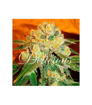 banco de semillas DELICIOUS MARMALATE REGULAR DELICIOUS