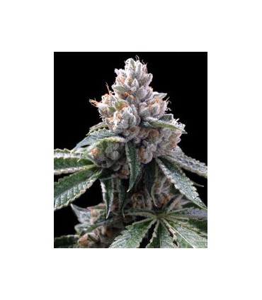 banco de semillas DNA GENETICS FLORIDA LEMONS (6) 100% DNA GROW YOUR OWN