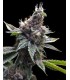 banco de semillas DNA GENETICS FLORIDA OG (6) 100% DNA GROW YOUR OWN