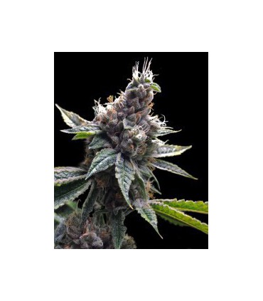 banco de semillas DNA GENETICS FLORIDA OG (6) 100% DNA GROW YOUR OWN