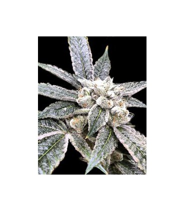 GOLDEN BERRY (6) 100% DNA