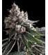 banco de semillas DNA GENETICS GOLDEN LEMONS (6) 100% DNA
