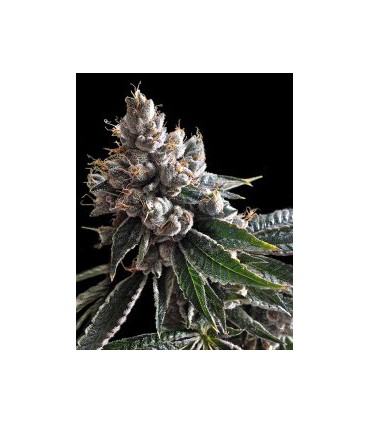 GOLDEN LEMONS (6) 100% DNA