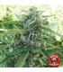 banco de semillas DELICIOUS SUGAR BLACK ROSE REGULAR DELICIOUS banco de semillas DELICIOUS SUGAR BLACK ROSE REGULAR DELICIOUS