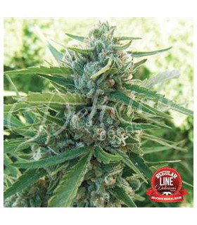 banco de semillas DELICIOUS SUGAR BLACK ROSE REGULAR DELICIOUS