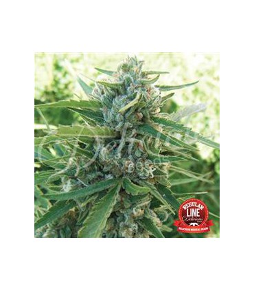 banco de semillas DELICIOUS SUGAR BLACK ROSE REGULAR DELICIOUS