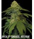 HOLY GRAIL KUSH (6) 100% DNA