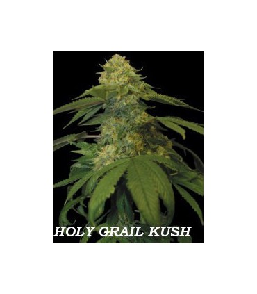 HOLY GRAIL KUSH (6) 100% DNA