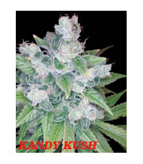 banco de semillas DNA GENETICS KANDY KUSH (6) 100% DNA